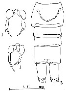 Espce Paracalanus denudatus - Planche 7 de figures morphologiques