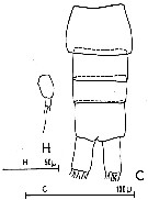 Espce Paracalanus nanus - Planche 5 de figures morphologiques