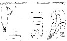 Espce Mecynocera clausi - Planche 15 de figures morphologiques