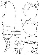 Espce Clausocalanus lividus - Planche 16 de figures morphologiques