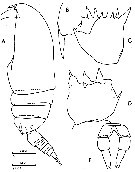 Espce Clausocalanus mastigophorus - Planche 18 de figures morphologiques