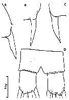 Espce Clausocalanus mastigophorus - Planche 19 de figures morphologiques