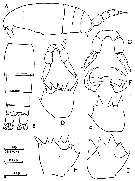Espce Clausocalanus arcuicornis - Planche 16 de figures morphologiques