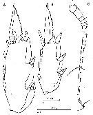 Espce Clausocalanus arcuicornis - Planche 17 de figures morphologiques