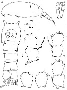 Espce Clausocalanus paululus - Planche 14 de figures morphologiques