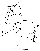 Espce Aetideus giesbrechti - Planche 15 de figures morphologiques