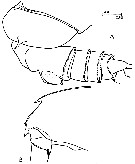 Espce Gaetanus kruppii - Planche 12 de figures morphologiques