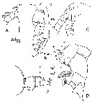 Espce Euchirella rostrata - Planche 19 de figures morphologiques