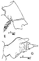 Espce Euchirella messinensis - Planche 17 de figures morphologiques