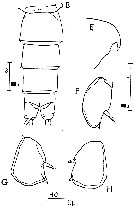 Espce Scolecithricella dentata - Planche 18 de figures morphologiques