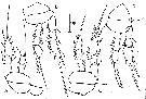 Espce Vettoria granulosa - Planche 12 de figures morphologiques