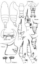 Espce Pseudochirella obtusa - Planche 5 de figures morphologiques