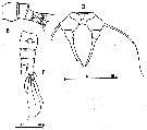 Espce Acartia (Acartiura) clausi - Planche 28 de figures morphologiques