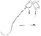 Espce Acartia (Acartia) negligens - Planche 11 de figures morphologiques