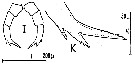 Espce Candacia tenuimana - Planche 4 de figures morphologiques