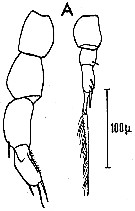 Espce Candacia simplex - Planche 4 de figures morphologiques