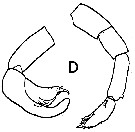 Espce Candacia tenuimana - Planche 5 de figures morphologiques