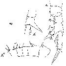 Espce Centropages chierchiae - Planche 1 de figures morphologiques