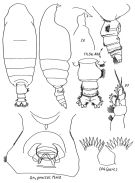 Espce Pseudochirella pacifica - Planche 1 de figures morphologiques