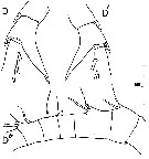 Espce Centropages typicus - Planche 3 de figures morphologiques