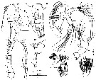 Espce Stephos margalefi - Planche 1 de figures morphologiques