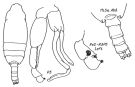 Espce Pseudochirella pacifica - Planche 2 de figures morphologiques