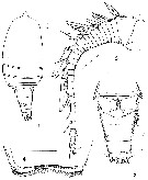Espce Archimisophria squamosa - Planche 1 de figures morphologiques