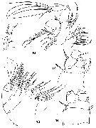 Espce Archimisophria squamosa - Planche 3 de figures morphologiques