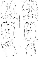 Espce Archimisophria squamosa - Planche 4 de figures morphologiques