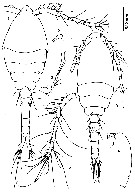 Espce Oithona oswaldocruzi - Planche 2 de figures morphologiques