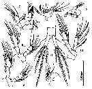 Espce Oithona oswaldocruzi - Planche 3 de figures morphologiques
