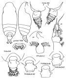 Espce Pseudochirella pustulifera - Planche 3 de figures morphologiques