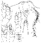 Espce Erebonectes nesioticus - Planche 3 de figures morphologiques