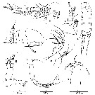 Espce Antrisocopia prehensilis - Planche 1 de figures morphologiques