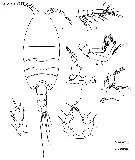Espce Paramisophria ammophila - Planche 4 de figures morphologiques