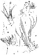 Espce Neoscolecithrix caetanoi - Planche 2 de figures morphologiques