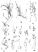 Espce Neoscolecithrix caetanoi - Planche 3 de figures morphologiques