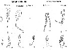 Espce Neoscolecithrix caetanoi - Planche 6 de figures morphologiques