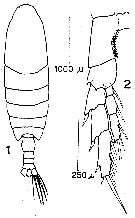 Espce Calanus australis - Planche 13 de figures morphologiques