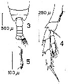 Espce Calanus chilensis - Planche 3 de figures morphologiques