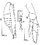 Espce Calanoides patagoniensis - Planche 6 de figures morphologiques