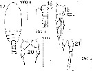 Espce Paracalanus parvus - Planche 17 de figures morphologiques