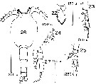 Espce Drepanopus forcipatus - Planche 13 de figures morphologiques