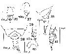 Espce Scolecithrix bradyi - Planche 11 de figures morphologiques