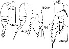 Espce Metridia longa - Planche 4 de figures morphologiques