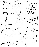 Espce Centropages brachiatus - Planche 6 de figures morphologiques