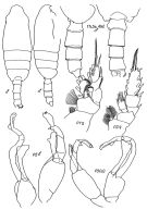 Espce Pseudochirella spectabilis - Planche 7 de figures morphologiques