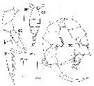 Espce Heterorhabdus spinifrons - Planche 18 de figures morphologiques