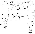 Espce Acartia (Acanthacartia) tonsa - Planche 23 de figures morphologiques