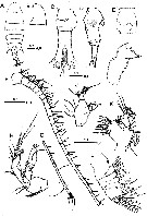 Espce Centropages aegypticus - Planche 1 de figures morphologiques